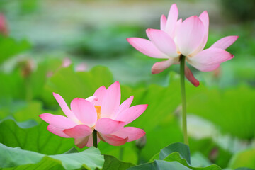 Obraz premium Beautiful pink lotus, close-up photos
