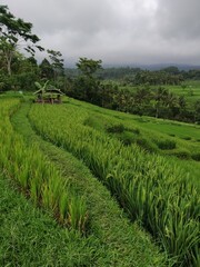 Fototapeta premium a green rice terrace in the morning