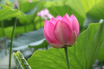 lotus, lotus lake, flower, pink flower, beauty, nature, petals, nature, life, summer