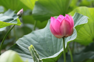 lotus, lotus lake, flower, pink flower, beauty, nature, petals, nature, life, summer