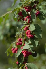 red currant bush