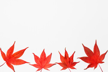 Four red maple leaves on a white background.