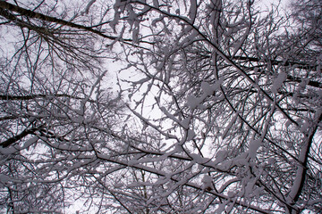 Fototapeta na wymiar trees in winter and sky
