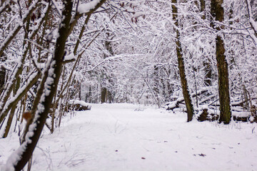 Fototapeta premium snow covered trees 