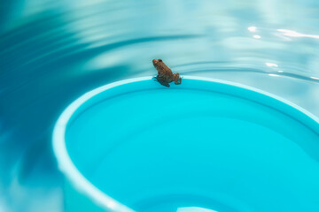 Lustiger Badegast im Pool, die Kröte geht baden