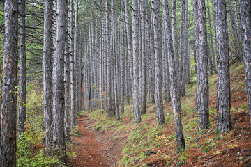 pine trunks in a coniferous forest in late autumn
