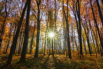 Scenery autumn forest. Sunny woodland. October nature landscape. Beautiful bright forest in sunlight.
