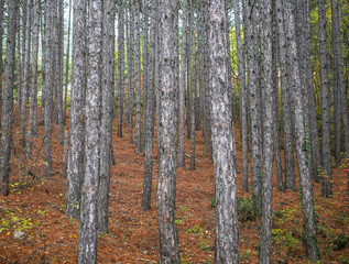 pine trunks in a coniferous forest in late autumn