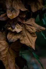 Otoño
