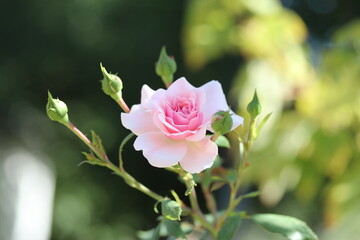 rose, flower, pink, garden, nature, plant, green, love, beauty, beautiful, petal, flowers, bloom, flora, blossom