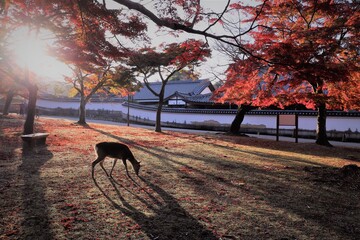 奈良公園の紅葉