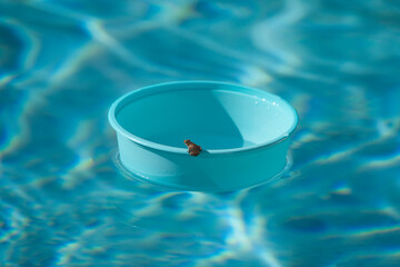 Eine Kröte sitzt auf dem Rand einer Schüssel und schwimmt im Poolwasser