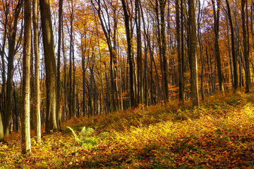 Sunlight in the autumn forest. Autumn landscape
