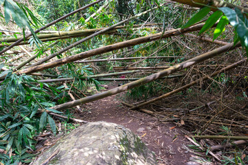 Forest walkway to the top of the Khao Luang Sukhothai  ,Ramkhamhaeng National Park ,Sukhothai Thailand.