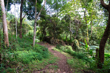 Forest walkway to the top of the Khao Luang Sukhothai  ,Ramkhamhaeng National Park ,Sukhothai Thailand.