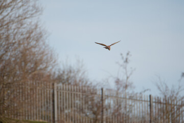A Kestrel flies through the Yorkshire sky.