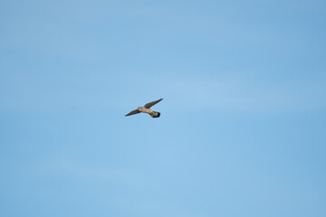 Fototapeta na wymiar A Kestrel flies through the Yorkshire sky.
