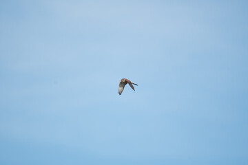 A Kestrel flies through the Yorkshire sky.