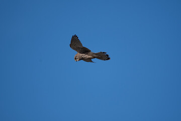 A Kestrel flies through the Yorkshire sky.