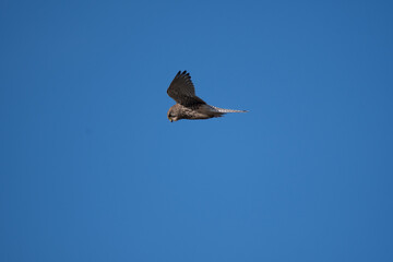 A Kestrel flies through the Yorkshire sky.