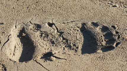 Bear, bear footprints, footprints, sand, footprints in the sand, SONY DSC