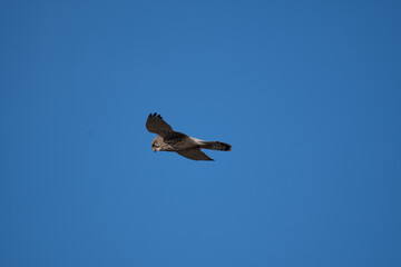 A Kestrel flies through the Yorkshire sky.