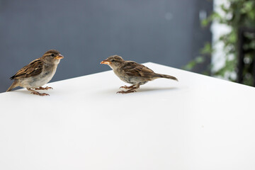 Sparrows as the most common birds in human environment. Eurasian tree sparrow (Passer montanus) in dynamics isolated on white background