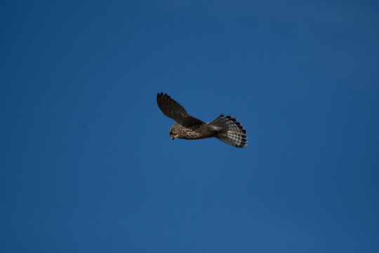 A Kestrel flies through the Yorkshire sky.