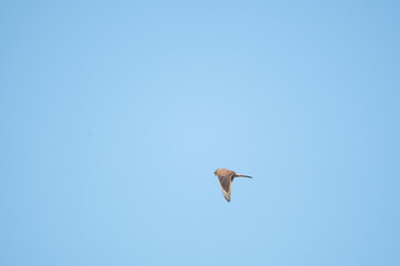 A Kestrel flies through the Yorkshire sky.