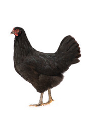Black chicken isolated on a white background.