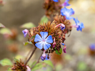 Final little blue flowers and green leaves of Ceratostigma plumbaginoides, Chinese plumbago