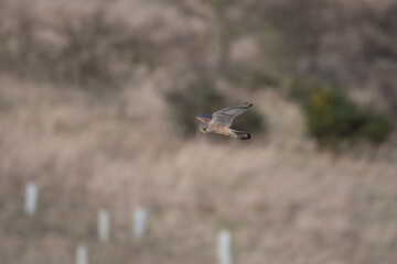 A Kestrel flies through the Yorkshire sky.