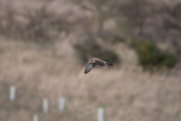 A Kestrel flies through the Yorkshire sky.