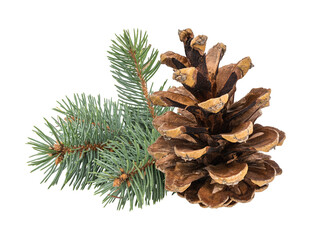 Pinecone isolated on white background with clipping path