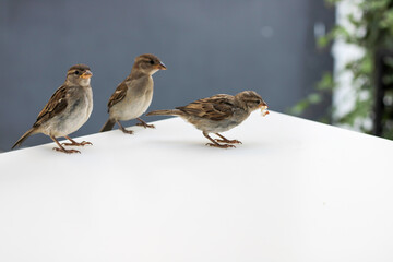 Sparrows as the most common birds in human environment. Eurasian tree sparrow (Passer montanus) in...