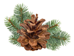 Pinecone isolated on white background with clipping path