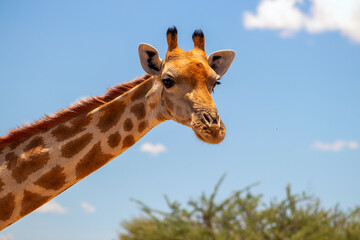 Wild african life. A large common South African giraffe on the summer blue sky.