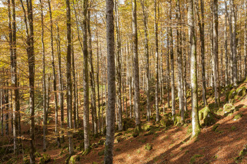 foliage inside an Italian forest at fall