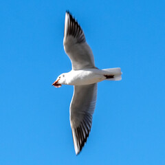 Mouette en vol