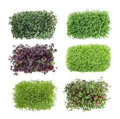 Naklejka premium Set of different fresh microgreens on white background, top view