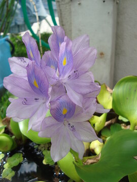 maravillosa flor de camalote todas sus caras iguales
