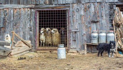 Sheep in the stable