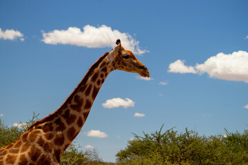 Wild african life. A large common South African giraffe on the summer blue sky.