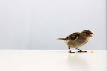 Sparrows as the most common birds in human environment. Eurasian tree sparrow (Passer montanus) in...