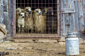 Sheep in the stable