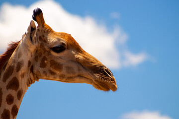 Wild african life. A large common South African giraffe on the summer blue sky.