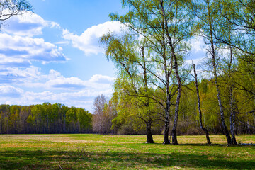  Birch grove on a sunny day.