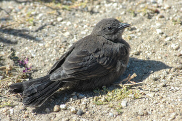 Juvenile Brewer's Blackbird, California