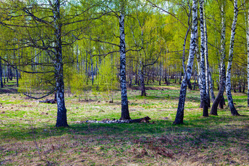 Fototapeta premium Birch grove on a sunny day.