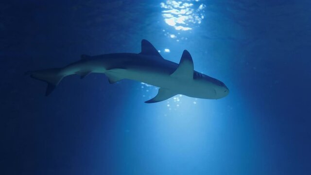 Shark from below. Underwater marine life with grey sharks and fish swimming . Diving in the clear water - close up